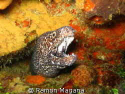 ANOTHER PRETTY MOREY EEL POSSING FOR MY CAMERA... by Ramon Magana 